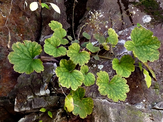 {Heuchera parviflora}